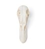 Duck Skull (Anas Platyrhynchos domestica), exemplar