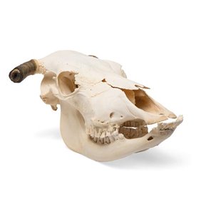 Craniu bovin (Bos Taur), cu coarne, eșantion