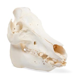 Craniu de porc domestic (Sus Scrofa domesticus), femeie, eșantion