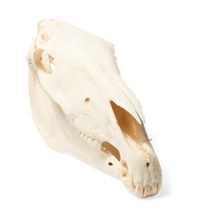Craniu de cai (Equus ferus caballus), exemplar