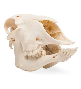 Craniu de oaie domestică (ovis aries), femeie, eșantion