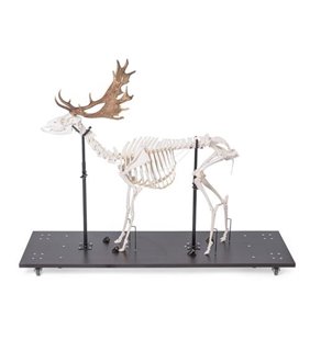 Fallow Deer Scheleton (Dama Dama), masculin, articulat pe bază