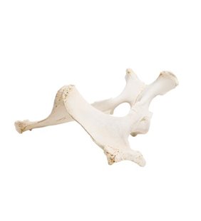 Cal (Equus ferus caballus), pelvis