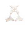 Cal (Equus ferus caballus), pelvis