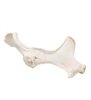 Cal (Equus ferus caballus), pelvis