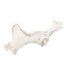 Cal (Equus ferus caballus), pelvis