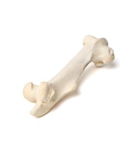 Femur mamifer