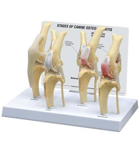 Modelul genunchiului osteoartritei canine, normal + 3 afecțiuni