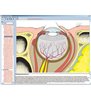 Organele de simț ca o fereastră către lume, CD-ROM interactiv