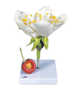 Flori de vișine cu fructe (Prunus avium), model