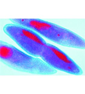 Mitoză și meioză Set II - spaniolă