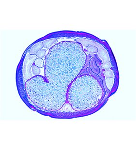 Embriologia Ascaris Megalocephala - German