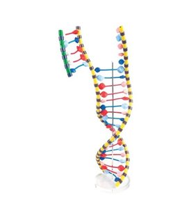 Model ADN dublu helix
