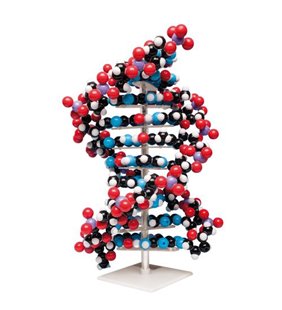 Model ADN cu zece straturi