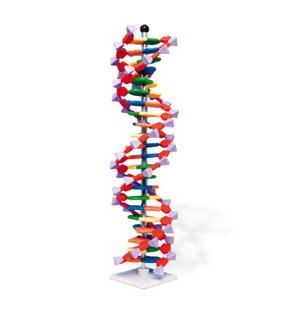 Model de helix dublu ADN, 22 straturi