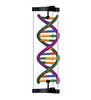 Model ADN dublu helix, kit pentru studenți