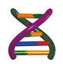 Model ADN dublu helix, kit pentru studenți