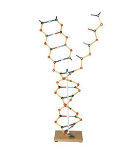 ADN - ARN