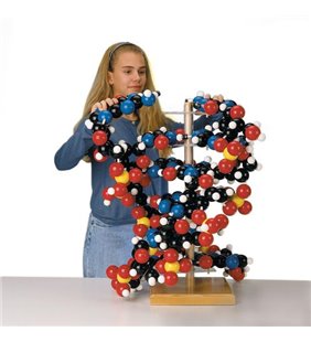 Model ADN uriaș