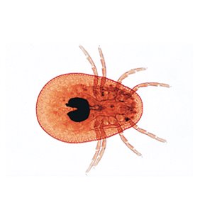 Arachnoidea și Myriapoda - diapozitive germane