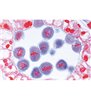 Angiosperma II. Celule și țesuturi - diapozitive germane