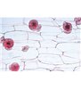 Angiosperma II. Celule și țesuturi - franceză