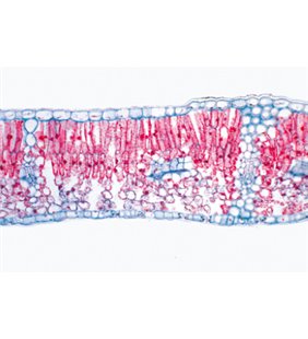 AngioSperma V. Leafs - diapozitive portugheze