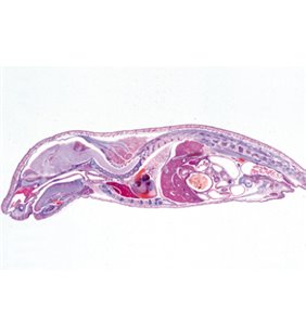 Embriologie de porc (Sus Scrofa) - franceză