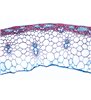 AngioSperma IV. Tulpini - diapozitive englezești