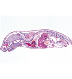 Embriologie de porc (Sus Scrofa) - diapozitive englezești