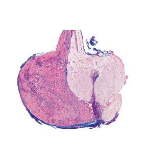 Seria IV. Organele hormonale și funcția hormonală - spaniolă