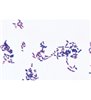 Bacterii patogene - diapozitive germane