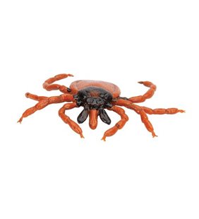 Castor Bean Tick (Ixodes Ricinus), model