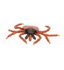 Castor Bean Tick (Ixodes Ricinus), model