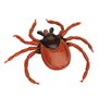 Castor Bean Tick (Ixodes Ricinus), model