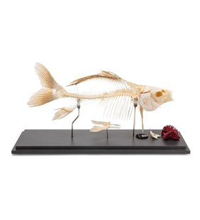 Carp Skeleton (Ciprinus Carpio), exemplar