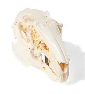 Craniul de iepure (ORYCTOLAGUS CUNICULUS VAR. Domestica), eșantion