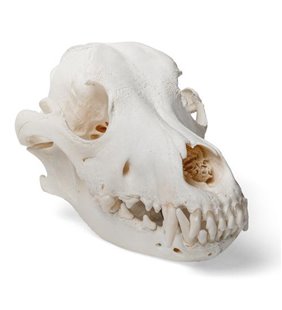 Craniu de câine (Canis Lupus Familiaris), Mărimea M, Specimen