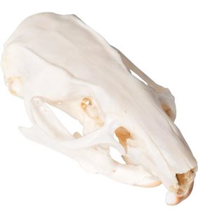 Craniu de șobolan (Rattus rattus), eșantion