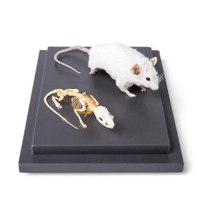 Scheletul de șoarece și șoarece (Mus musculus) în carcasă de afișare, epruvete