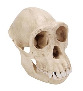 Craniu cimpanzeu (Pan Troglodytes), femeie. Replică