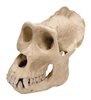 Gorilla Skull (Gorilla Gorilla), masculin, replică