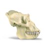 Gorilla Skull (Gorilla Gorilla), masculin, replică