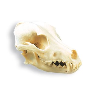 Craniu de câine (Canis Lupus Familiaris), Replica