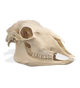 Craniu de oaie (Ovis Aries), replică