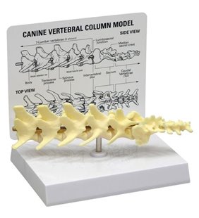 Model de coloană pentru 5 piese canine Vertebrae