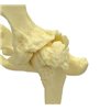 Model de pelvis canin (HIP)