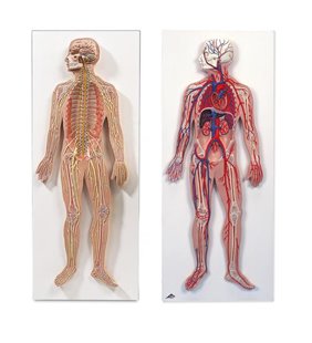 Anatomie set sisteme nervoase și circulatorii