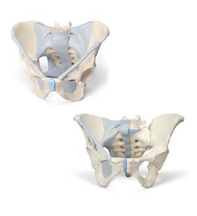 Anatomie set schelet pelvină masculină și feminină cu ligamente