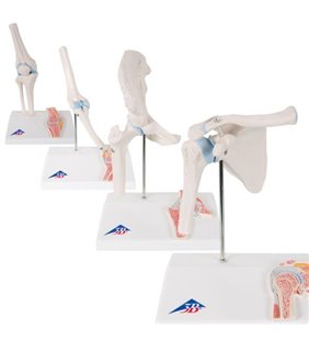 Anatomie set mini articulații